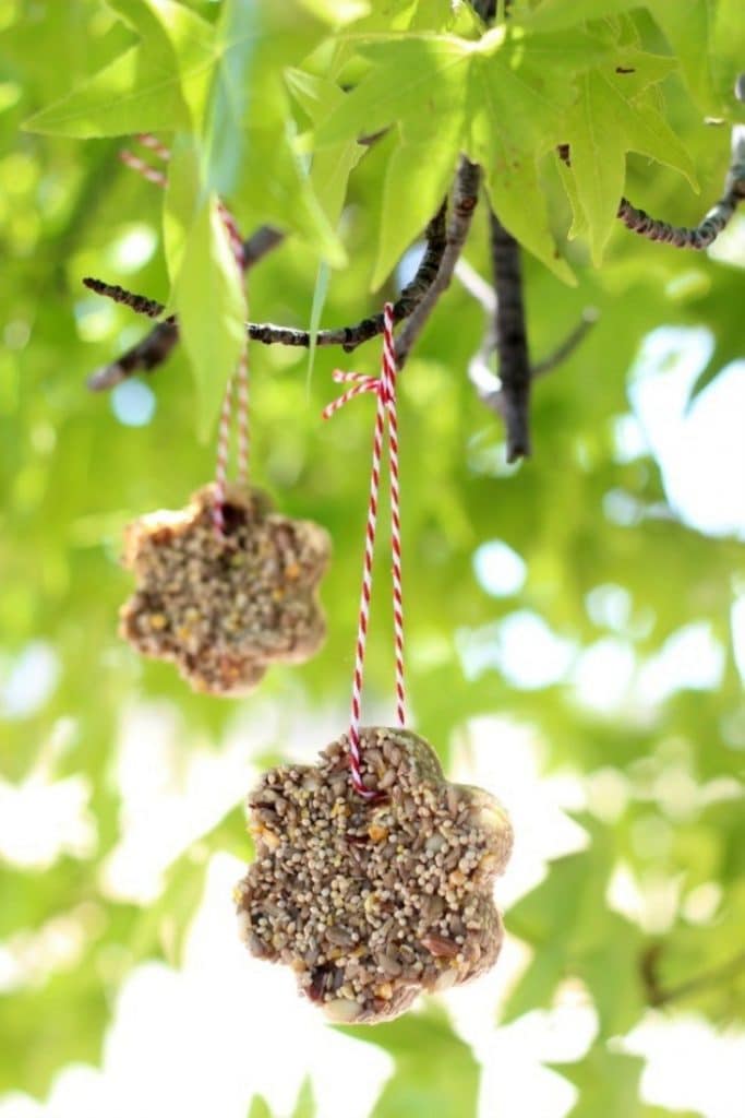 Simple DIY Bird Feeders to Attract Birds to Your Yard