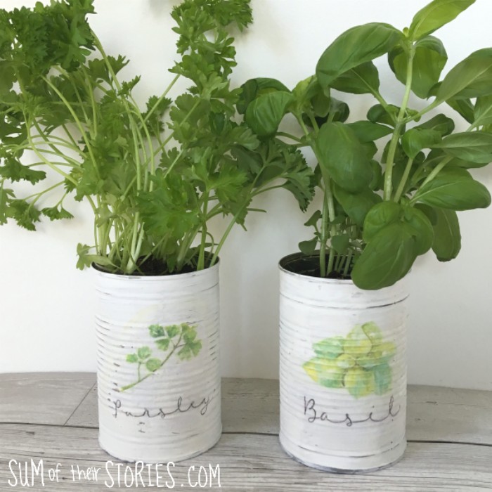 tin can herb planters