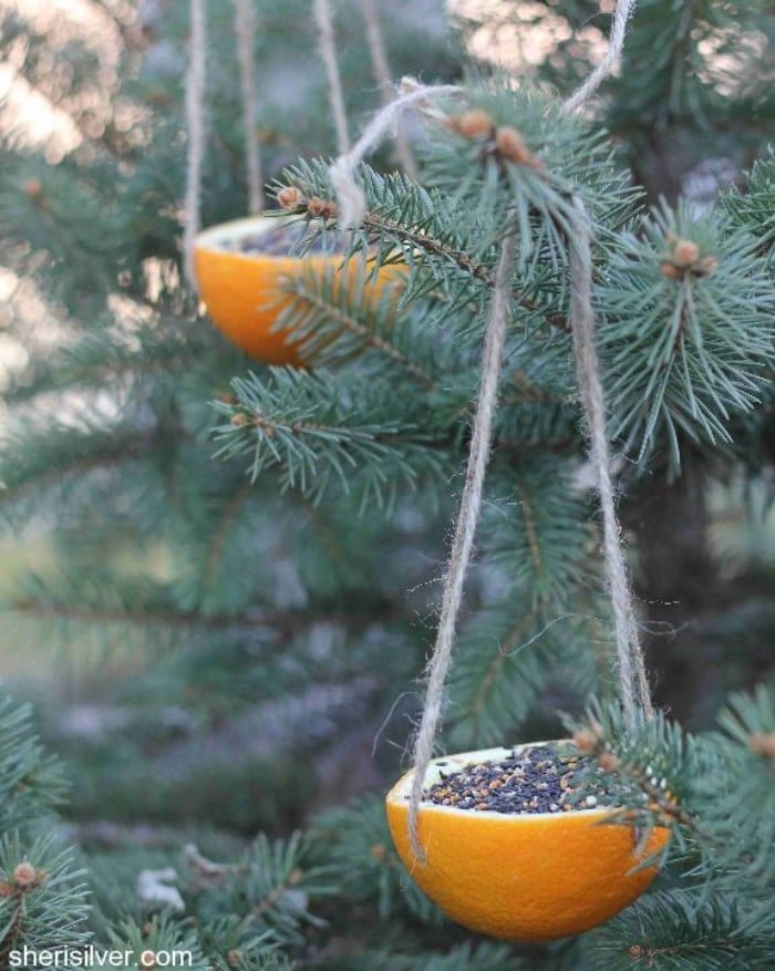 orange peel bird feeders