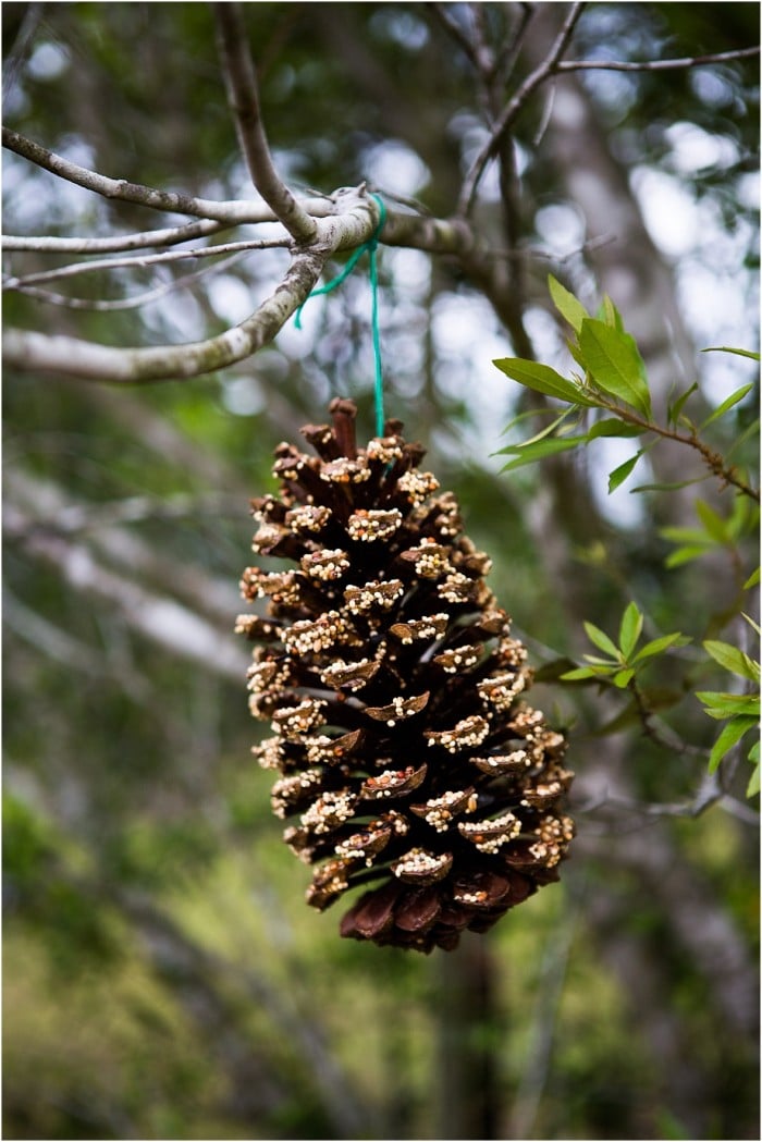 pinecone bird feeders